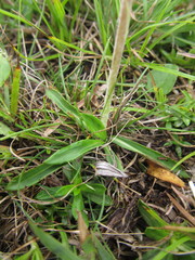 Chaptalia piloselloides