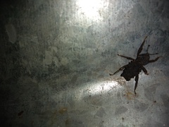 Poropterus posterius