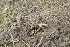 Zoysia minima