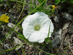 Calystegia spithamaea