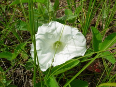 Calystegia spithamaea