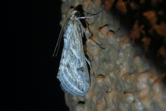 Evergestis vinctalis