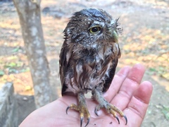 Glaucidium palmarum