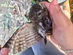 Glaucidium palmarum