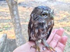 Glaucidium palmarum