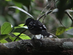 Thamnophilus amazonicus