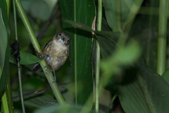 Black-Hooded Antwren photo 5