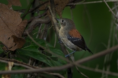 Black-Hooded Antwren photo 2