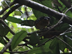 Thamnophilus amazonicus