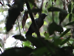 Thamnophilus amazonicus