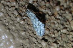 Evergestis vinctalis