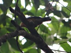 Thamnophilus amazonicus