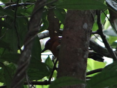 Thamnophilus amazonicus