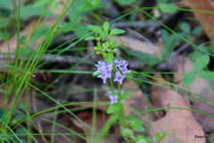 Mentha diemenica