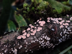 Aleurodiscus grantii