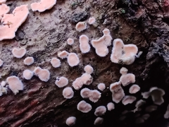 Aleurodiscus grantii