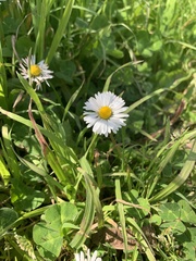 Bellis perennis