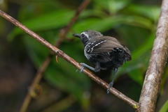 Formicivora grisea