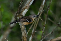 Formicivora grisea