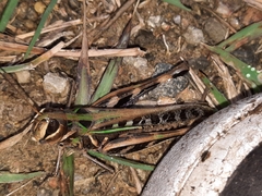 Rhammatocerus pictus