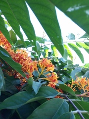 Saraca