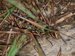 Rhammatocerus pictus