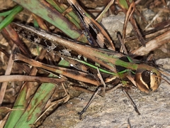 Rhammatocerus pictus