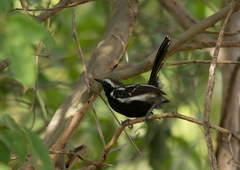 Formicivora melanogaster
