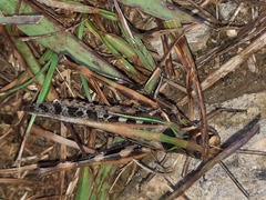 Rhammatocerus pictus