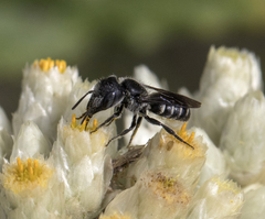 Protosmia rubifloris