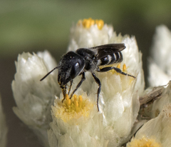 Protosmia rubifloris