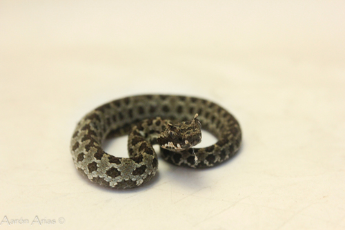 Emerald Horned Pitviper