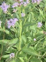 Chromolaena laevigata