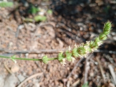 Stachydeae