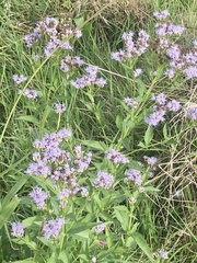 Chromolaena laevigata