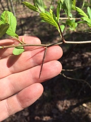 Crataegus collina