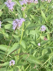 Chromolaena laevigata