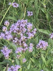 Chromolaena laevigata