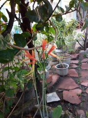 Heliconia psittacorum