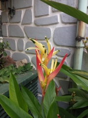 Heliconia psittacorum