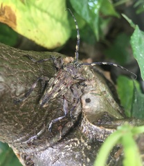 Hexatricha pulverulenta