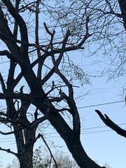 Melanerpes carolinus