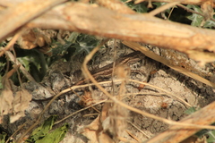 Sceloporus edbelli