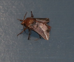 Doratifera stenora