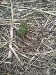 Pycnogaster cucullatus