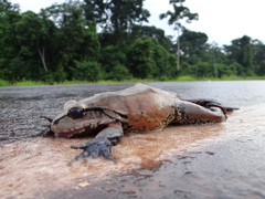 Leptodactylus knudseni