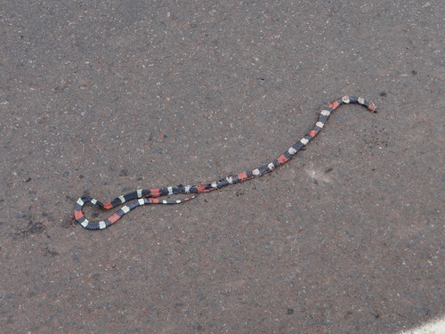 Bolivian triad coral snake, Micrurus frontifasciatus