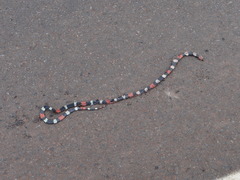 Micrurus lemniscatus