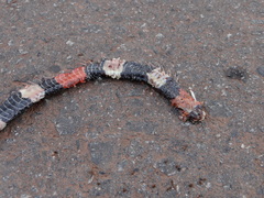 Micrurus lemniscatus