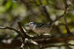 Herpsilochmus atricapillus